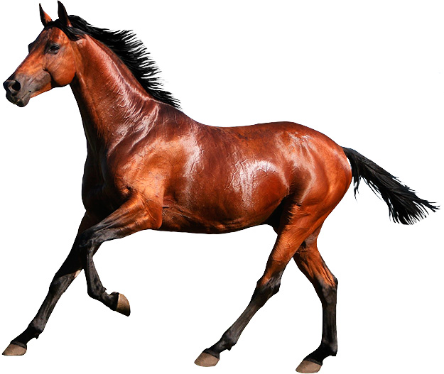 horsesBg